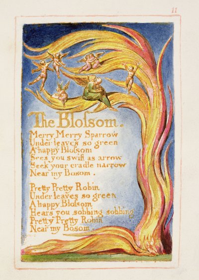 The Blossom: plate 11 from 